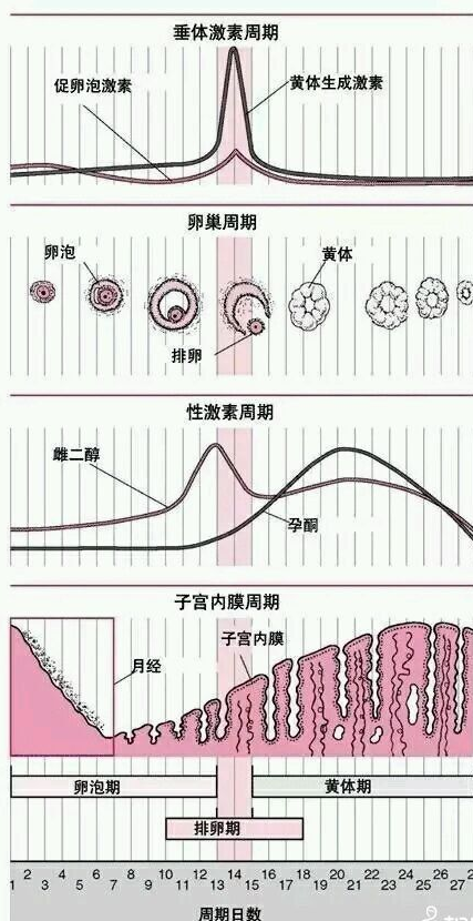 有月周期性变化,一般分为四个阶段,即月经期,卵泡期,排卵期和黄体期