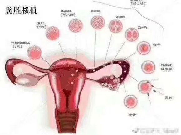 移植术后不建议卧床不起国内外的生殖医学专家对此都做过研究，认