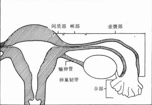 输卵管间质部图片