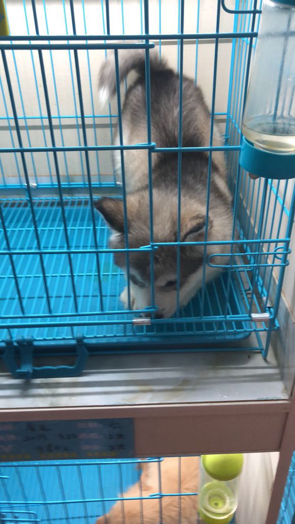 忙乎了一个下午的成果
