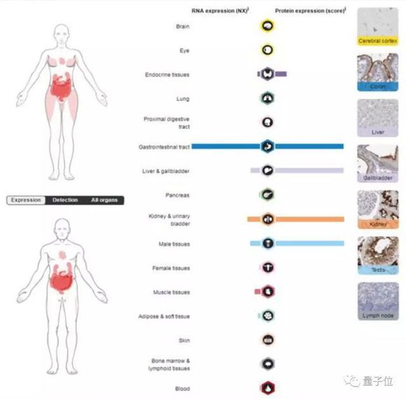 新冠影响男性生育，肾脏睾丸易感染，专家建议康复者检查生殖系统