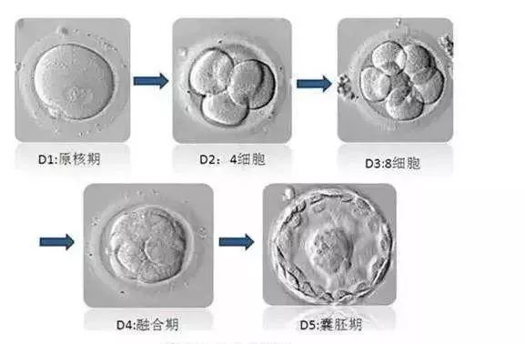 广州新希望这个试管婴儿怎么样