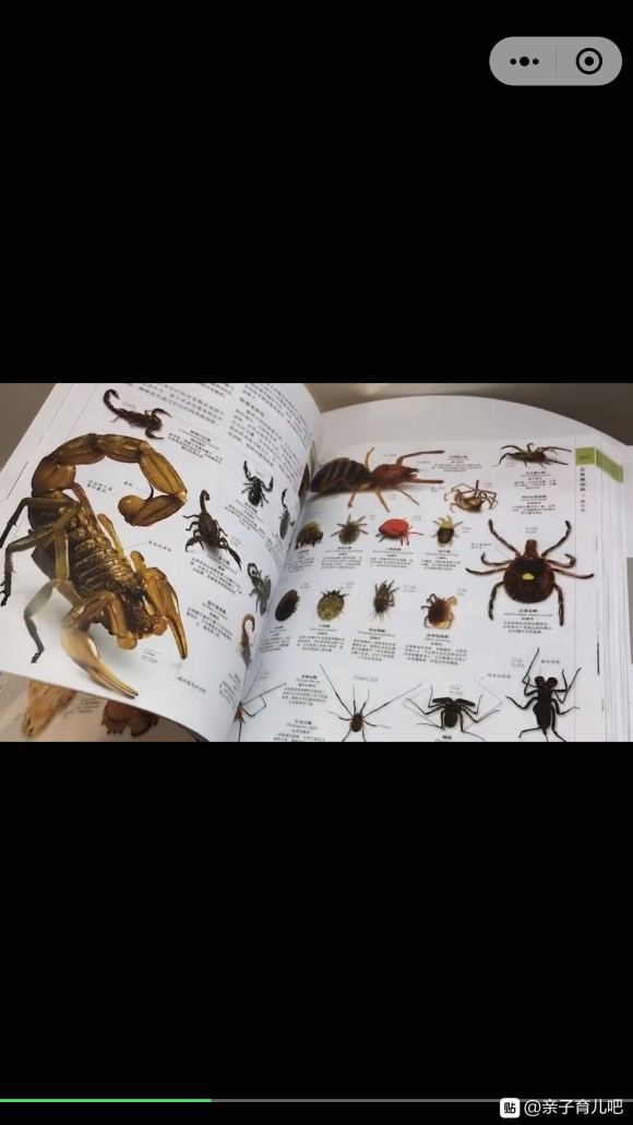 今日分享 | DK博物大百科放下手机，带孩子探索未知领域昆虫