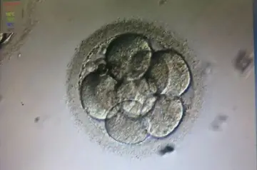 冻融胚胎移植后注意事项有哪些？