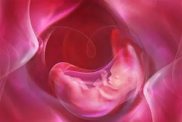 试管婴儿发生胎停的概率大吗？
