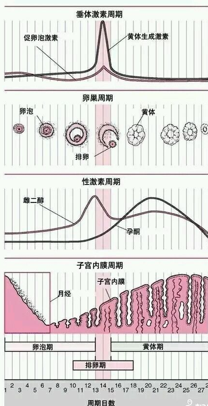 排卵和月经周期示意图图片