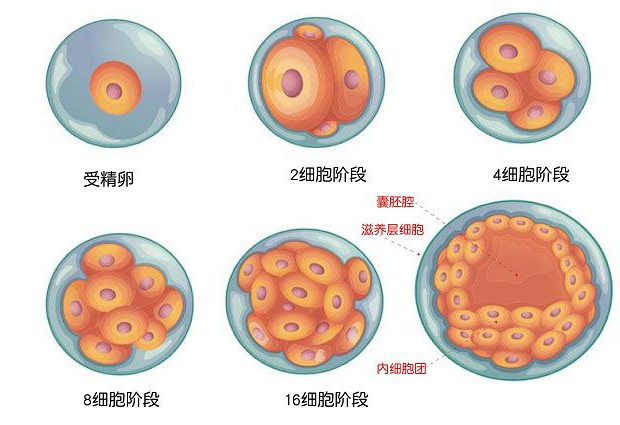 透明带的形成时间是在初级卵母细胞时期,发生减速第一类分类之前,也就