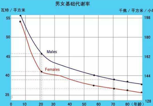 人体基础代谢率图片